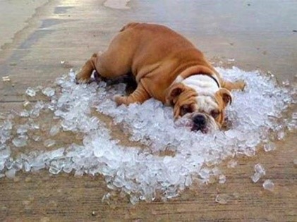 Dog on Ice