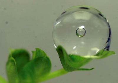 Globule of water and air pocket in zero gravity